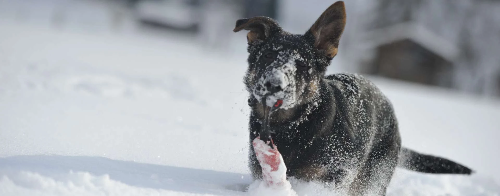 Hundeverein Niedernsill