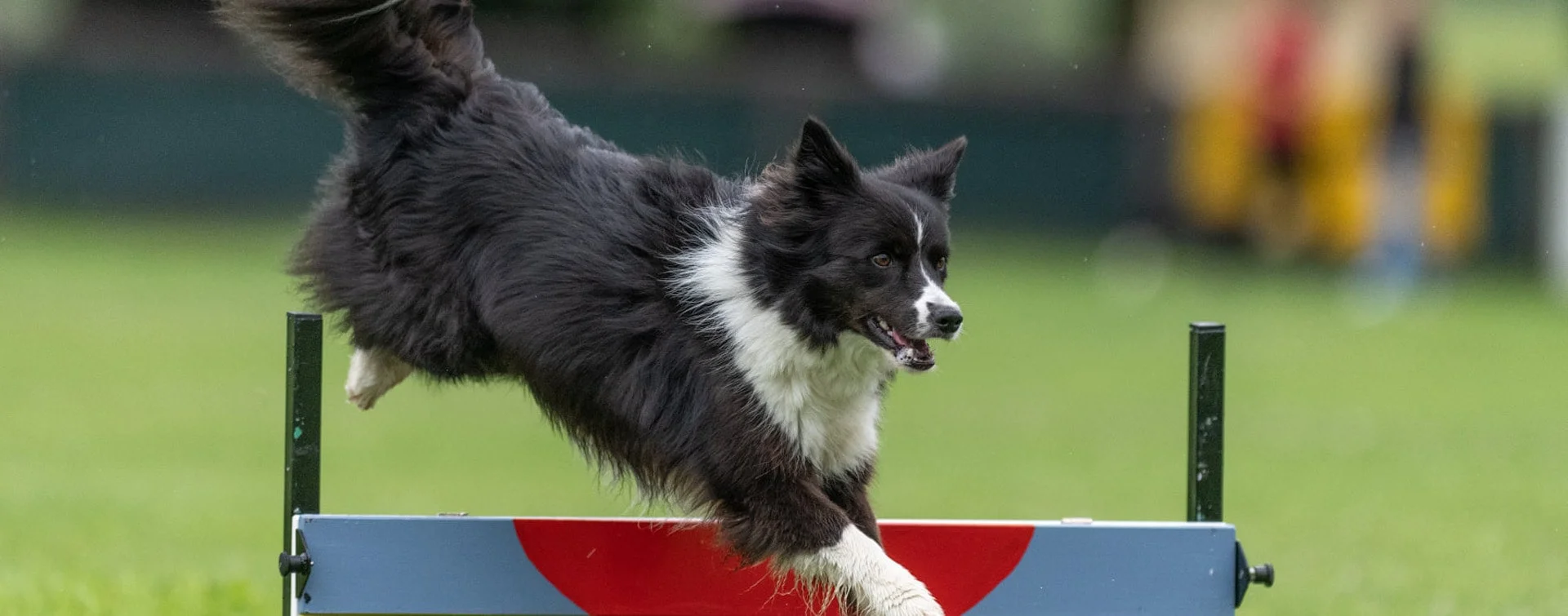 Hundeverein Niedernsill